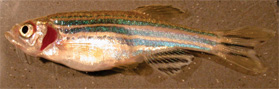 Adult zebrafish with malformed operculum, Tuebingen strain