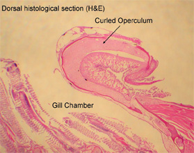Adult zebrafish with malformed operculum, Tuebingen strain, slide